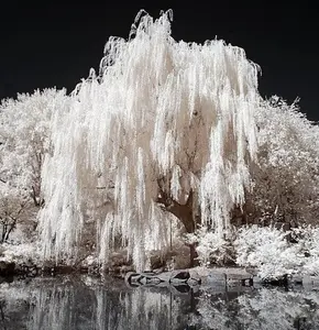 2 White Willow Tree Cuttings - Silver Leafs Shimmer in The Sun - Beautiful Outdoor Shade or Privacy Trees
