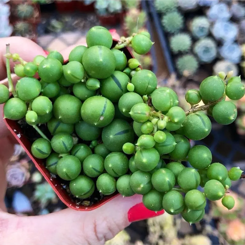 String of Pearls Succulent – Senecio Rowleyanus -Trailing Indoor Plant