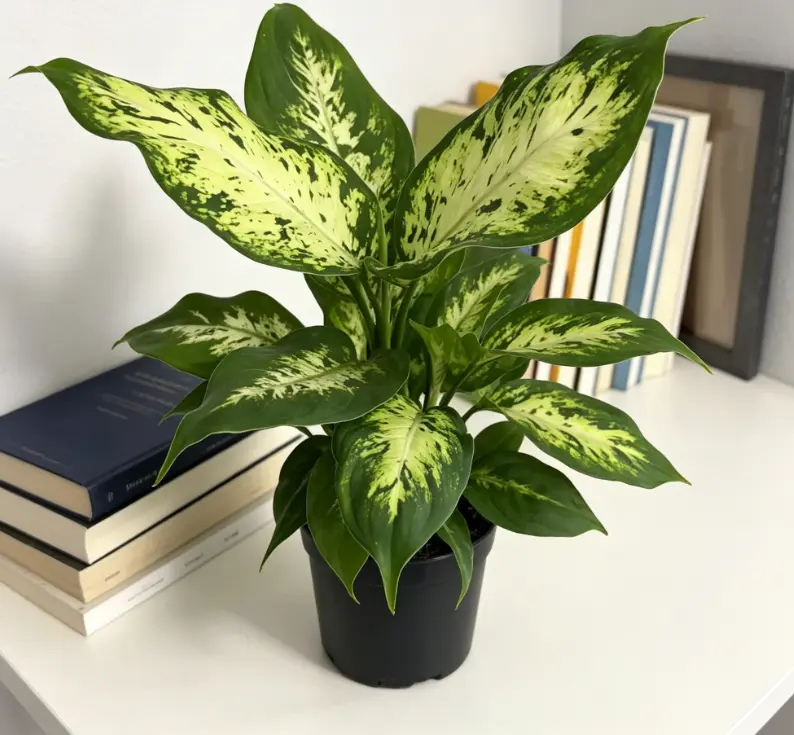 RZ-22   Dieffenbachia Camille Live Plant – 4 Inch Pot Dumb Cane Indoor Houseplant | Decorative Variegated Foliage Plant for Home & Office | Beginner Friendly Indoor Gardening Plant | Natural Green Indoor Decor Plant rare collector garden