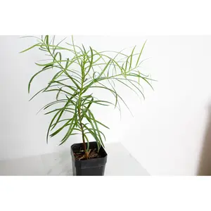 Mini Fern Podocarpus – Live Hedge & Bonsai Starter Plant