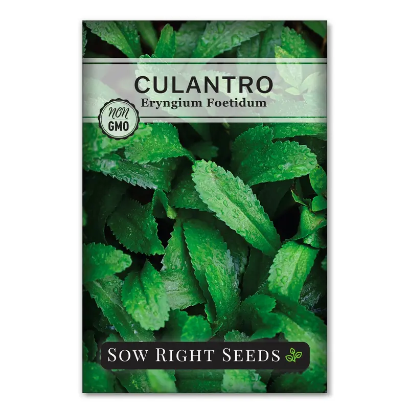 SOW RIGHT SEEDS Cilantro Gardening Seeds - Heirloom Variety, 550 Count, Bold Flavor, Easy-to-Follow Instructions, Suitable for Indoor-Outdoor Garden Planting