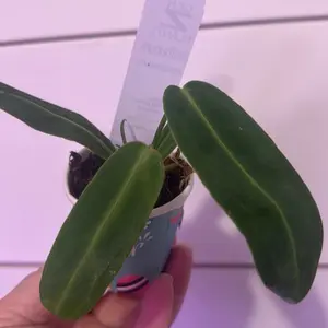 Anthurium warocqueanum