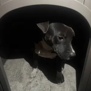 Durable Waterproof Plastic Dog/ Sheep House for Small to Large Sheep, Indoor Outdoor Pet Shelter with Ventilated Roof and Elevated Floor, Easy Assembly-Best Christmas Gifts.