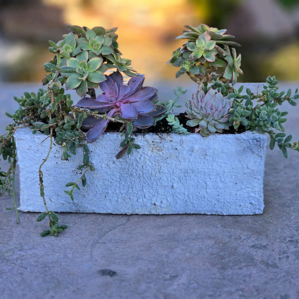 12 Inch Window Succulent Planter for Home Garden