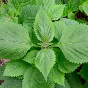 Shiso Seeds – Green