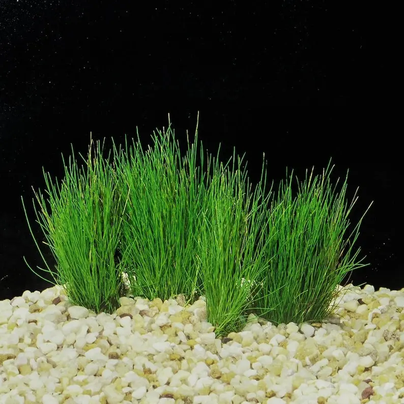 BUY 2 GET 1 FREE Dwarf Hairgrass (Eleocharis Parvula)-Easy Live Aquarium Pond Aquatic Plant
