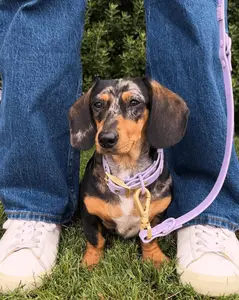 Wander! Waterproof Collar Lilac