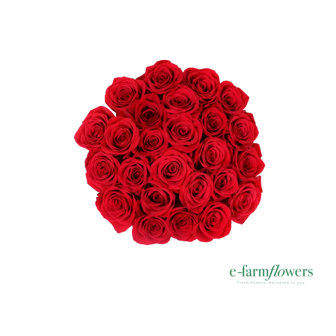 Roses Freedom Fresh Cut Flowers - Give Love with Beautiful Roses