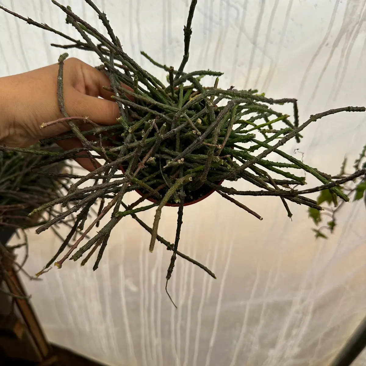 Bundle of sticks plant 4 in pot Bundle of sticks plant 4 in pot
