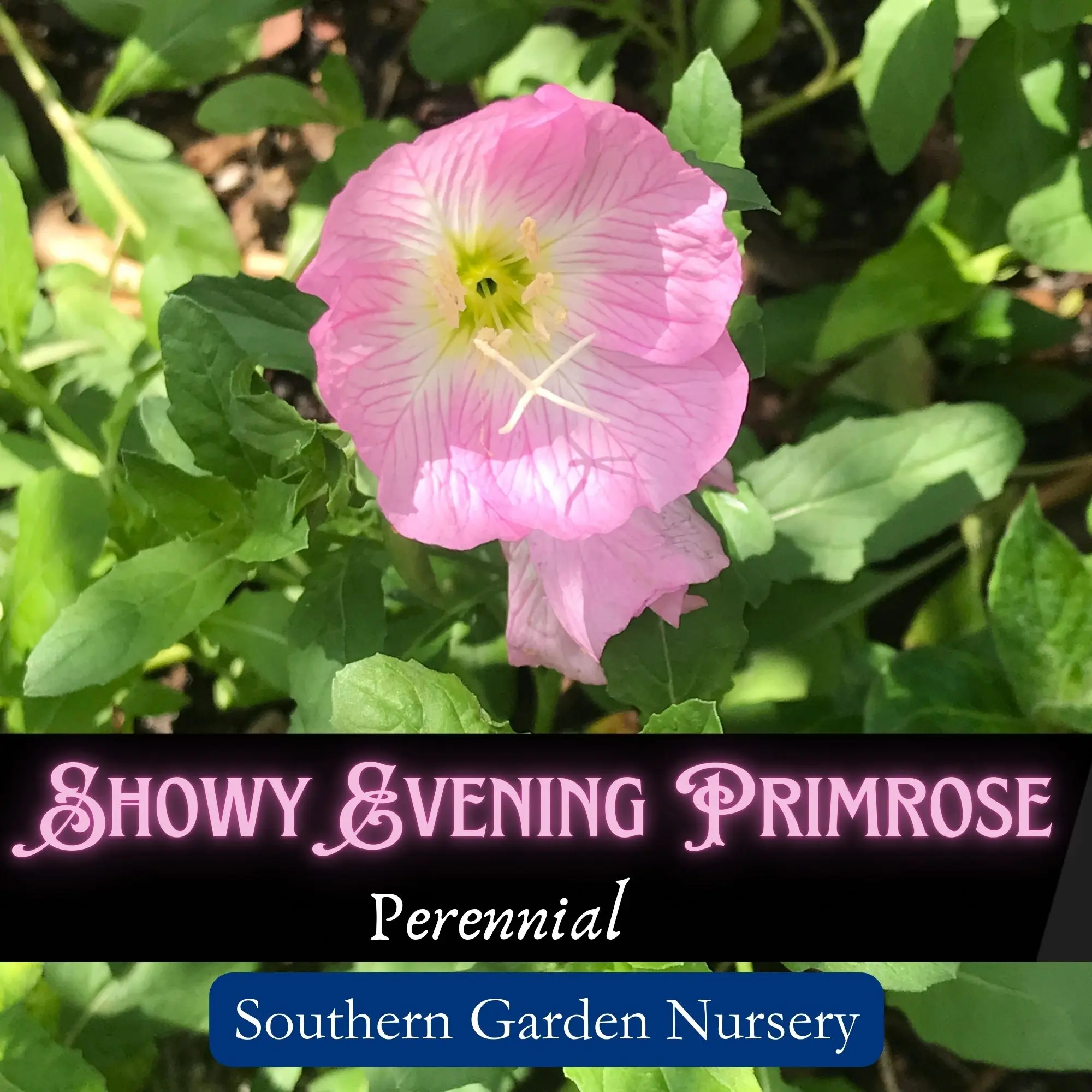 Showy Evening Primrose Flower Seed Pack Pinkladies Flowers Native Perennial Wildflower for Small Gardens - Flowering Plant Open Woodlands Meadow