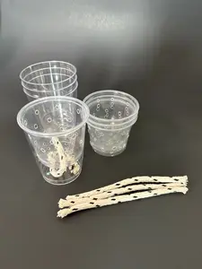 Mini Clear Self Watering Pots