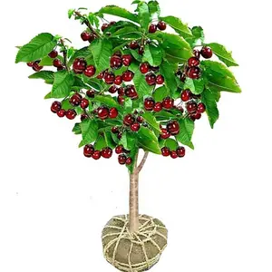 Cherry tree saplings / Cherry tree seedlings Plant Ideal for Gardens & Containers Offer United States