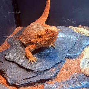 Natural Rock Slabs Thin Flat Shape 4-8 Inches, Perfect Neutral Stone for Landscape Models, Tank Decor, Reptile Habitat Decoration