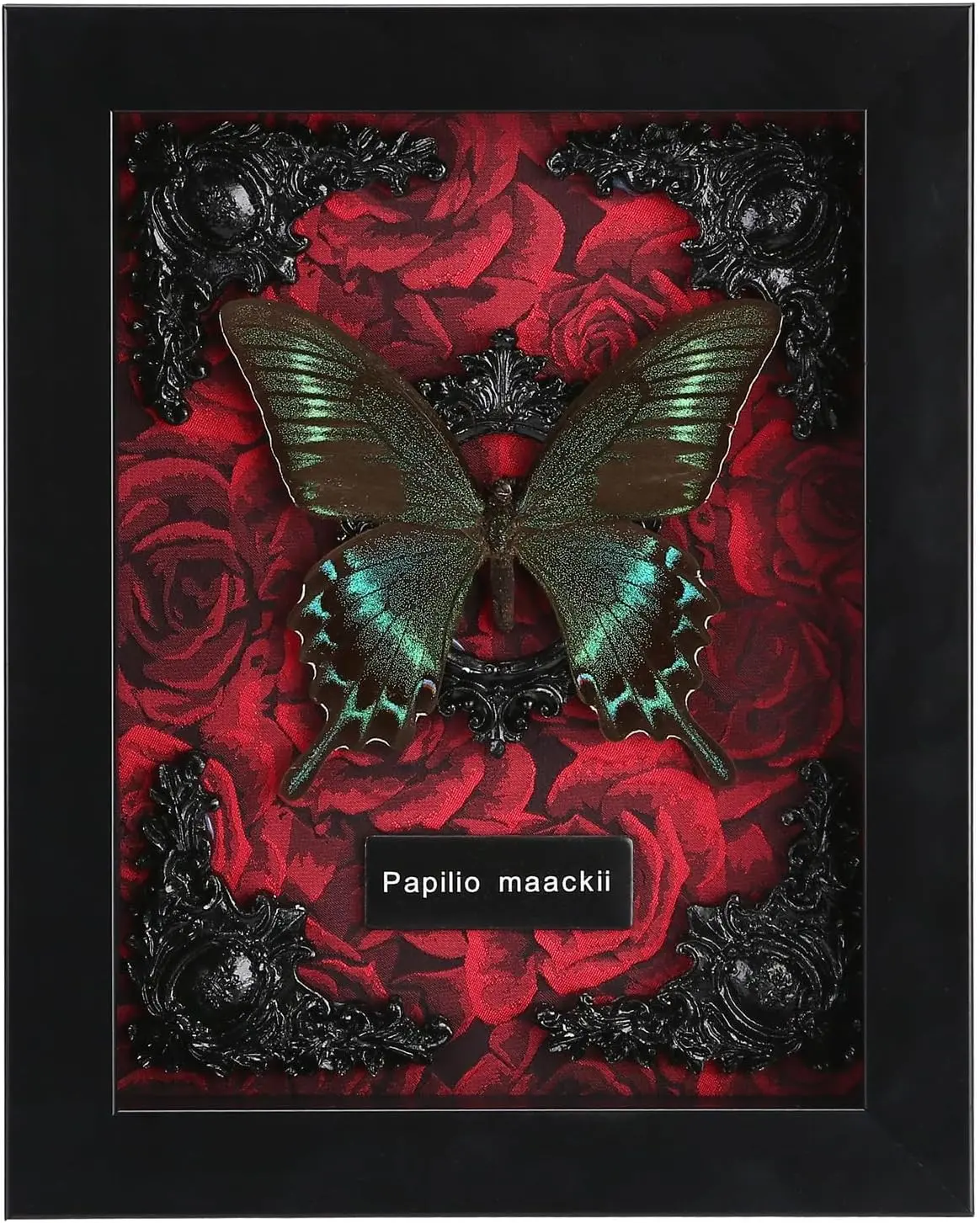 Real Butterfly Framed Butterfly Taxidermy - Butterfly Shadow Box, Real Framed Butterflies in a Box for Gothic Home Decor Aesthetic (A_Alpine Black Swallowtail Red Background #1)