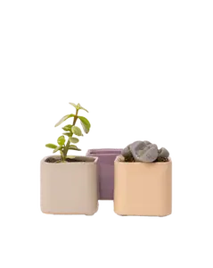 Svek Ceramic Indoor Succulent Pot