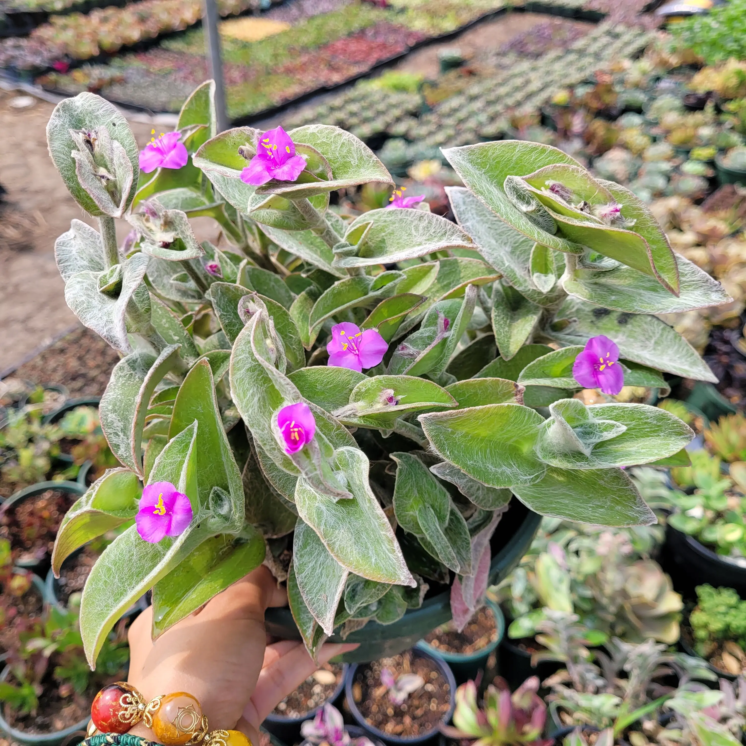 Tradescantia sillamontana 'White Velvet' Wandering Dude