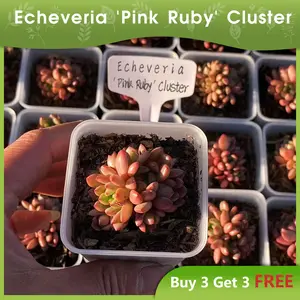 Echeveria 'Pink Ruby' Cluster-Pink Ruby Bouquet, 2 inch Mini Live Succulent, House Plant for Indoor Outdoor Home Office Wedding Decoration.