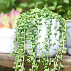 String of Tears Senecio Herreianus