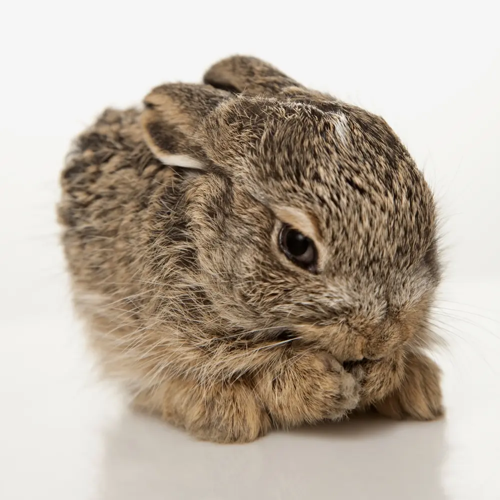 Posterazzi DPI1847110LARGE Baby Rabbit Self-Cleaning Photo Poster Print - Large 24x24 in, Home Decor, Room Decor, Ideal Gift for Home Supplies Enthusiasts