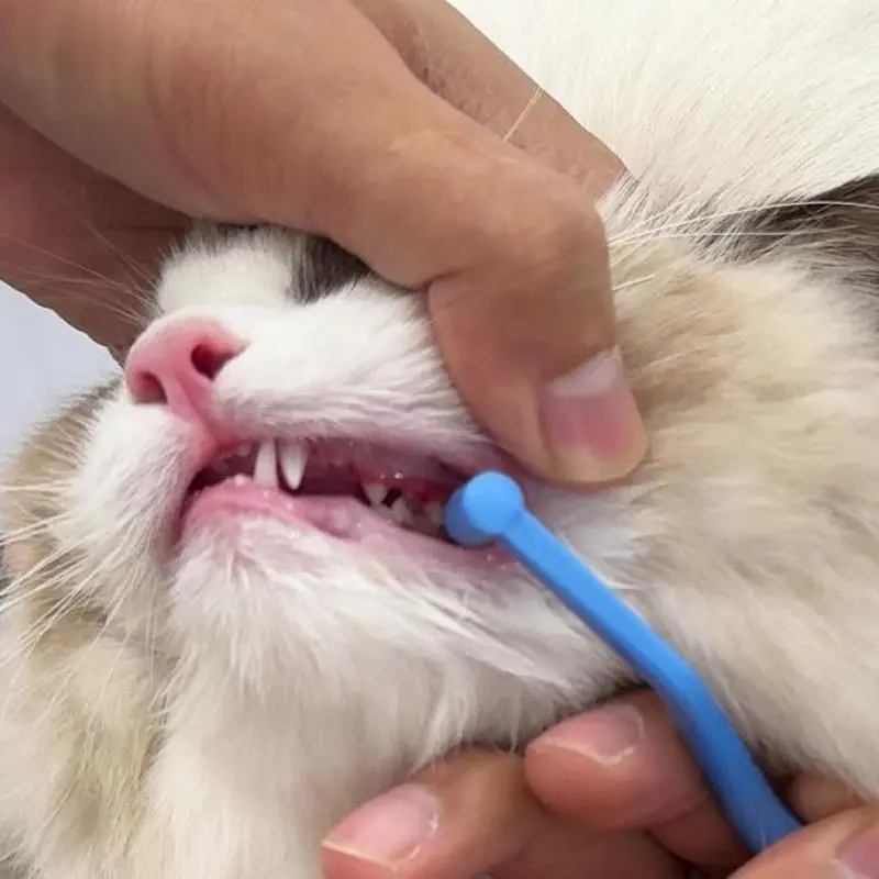Cat double-sided toothbrush with miniature brush head, non-slip curved handle, suitable for all breeds of pet cats, small pointed flat head interdental brush, soft-bristled braces, wisdom teeth cleaning cat toothbrush Supplies