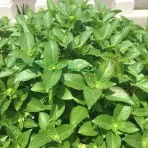 Albahaca Blanca o Verde Fresca