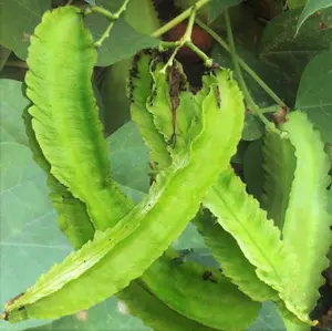 TomorrowSeeds - Winged Bean Seeds -  Dragon Horned Four Angled Asparagus Goa Beans Sigarilyas Chathura Payar Äáº­u Rá»“ng Shikaku Mame Urizun 2024