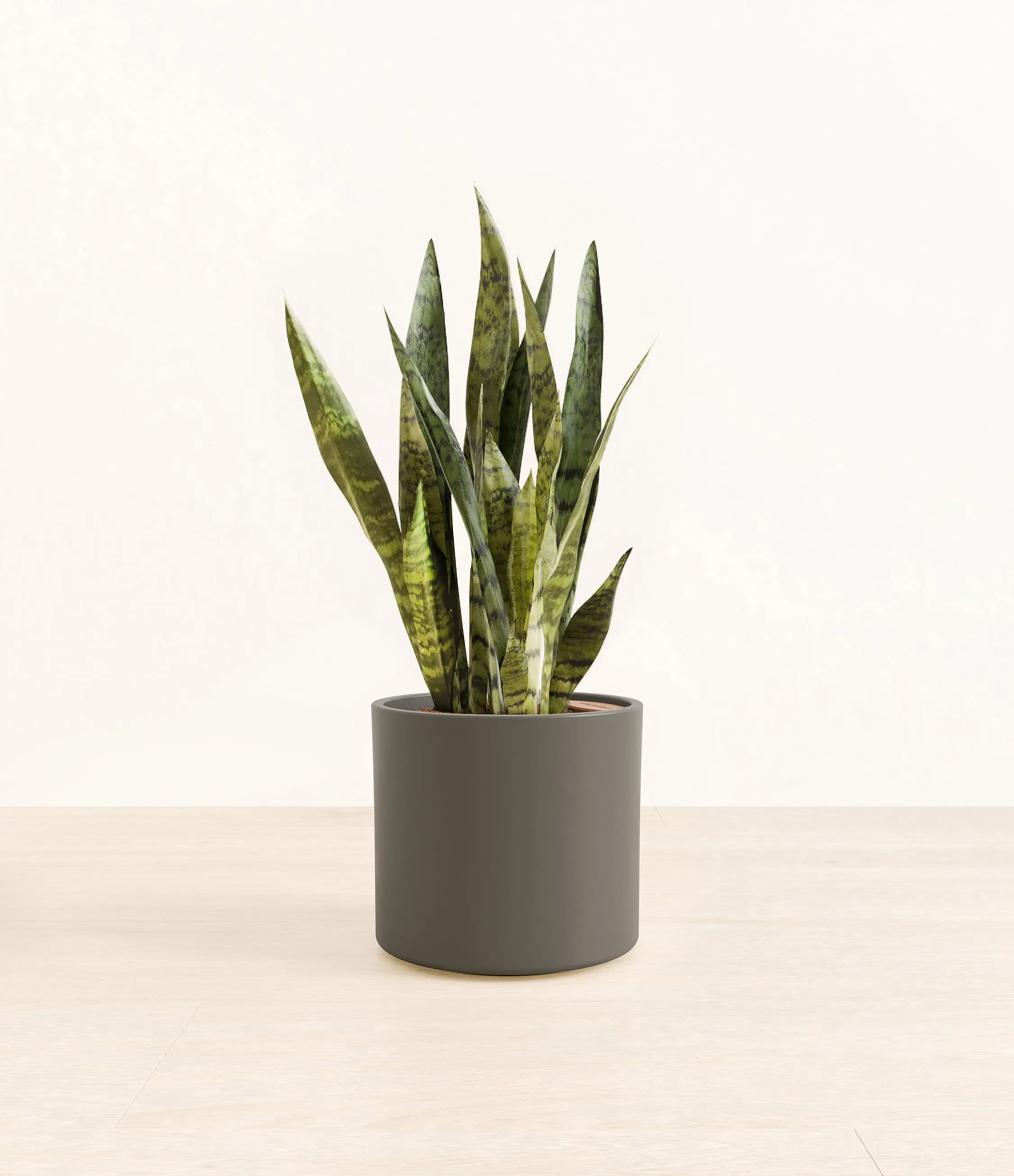 Green Snake Plant