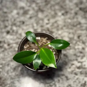 Philodendron Birkin - Baby plant - 2 inch pot - self made chunky soil mix.