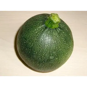 Zucchini Round Squash Seeds - Summer - Ideal for Gardening and Cooking