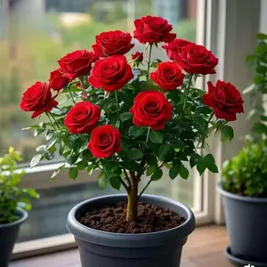 200pcs Rose Seeds for Planting – Fragrant Perennial Heirloom Variety with High Germination Rate – Easy to Grow, Perfect for Garden Beds, Pots, Balconies & Walkways – Beautiful Blooms for DIY Landscaping & Flower Lovers