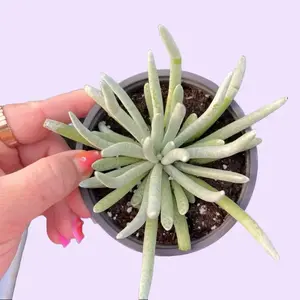 Senecio Scaposus Silver Coral