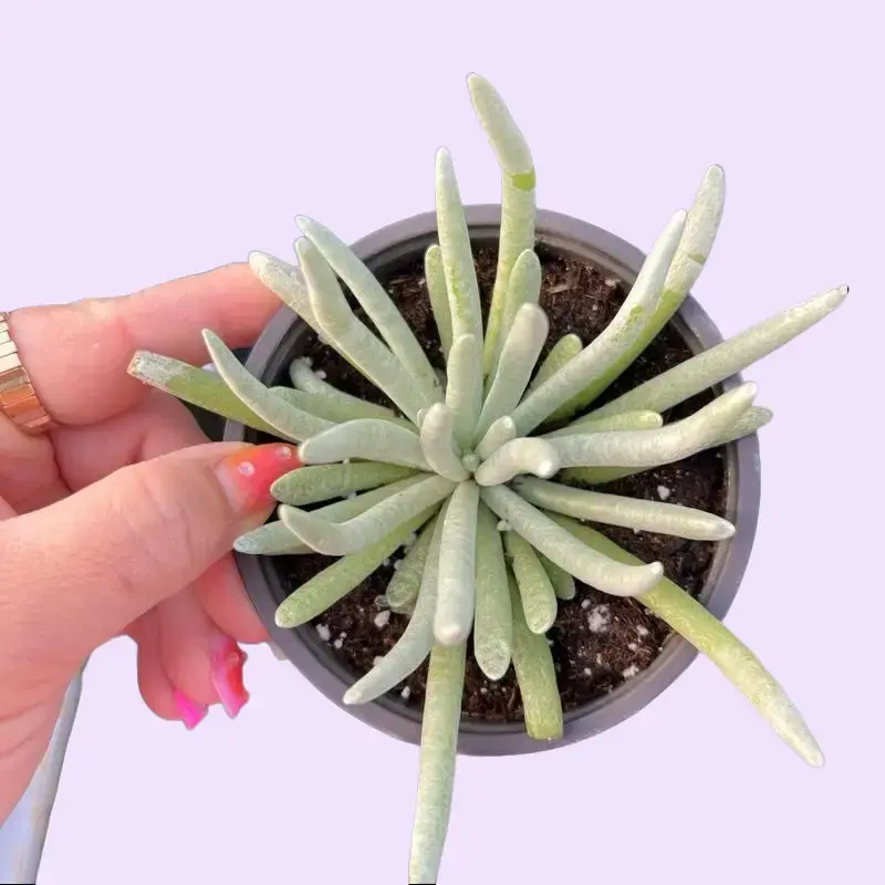 Senecio Scaposus Silver Coral