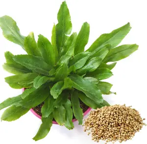 500 Culantro Recao Seeds