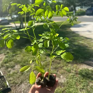 Organic Moringa Oleifera Live Tree Starter Plant (11 in+), Miracle Tree Fast-Growing Outdoor Edible Medicinal Superfood for Home Garden Supplies