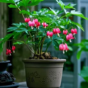 Rare Mixed Color Red Pink Purple Black White Bleeding Heart Seeds Shade Flower Garden Home Outdoor Indoor