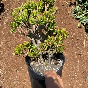 Jade Mini  Hobbit bare roots