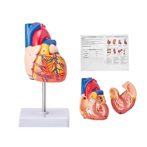 【DealsForYouDays】VEVOR Human Heart Model, 2-Part 1:1 Life Size, Anatomically Accurate Numbered Anatomical Heart Model with Anatomically Correct Structures, Magnetic Design, Held Together on Display Base for Learning