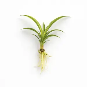 Rooted Spider Plant Cuttings | 1 or 2 Plants | Live Indoor Plant | Easy Grow Chlorophytum