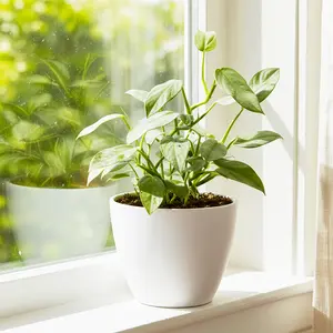 Philodendron 'Silver Sword'