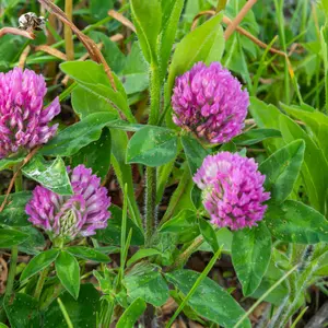 Organic Red Clover Seeds (Trifolium pratense) – 300+ Seeds for Cover Crops, Forage, and Pollinator Gardens