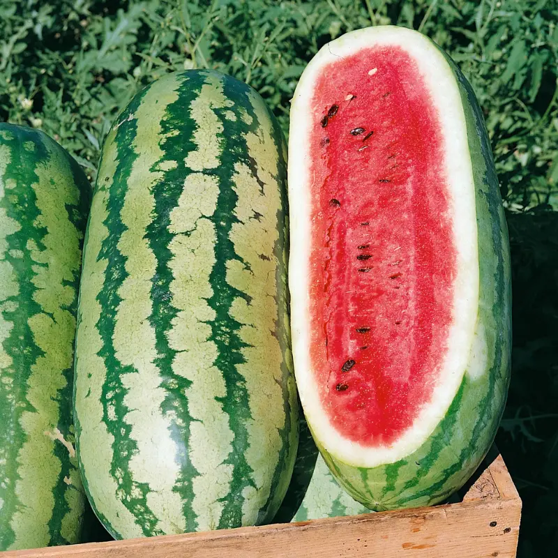 Georgia Rattlesnake Watermelon Organic Seeds (Citrullus lanatus) – Large, striped heirloom watermelon with sweet, crisp red flesh. Drought-tolerant.