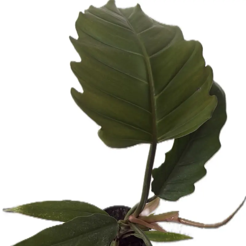 4” Philodendron ‘Choco Empress’