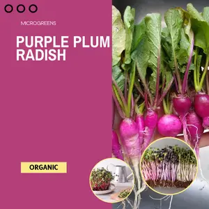 Purple Plum Radish Microgreen Seeds – Organic (Raphanus sativus) Organic purple microgreens with mild spice. Harvest in 7–10 days for vibrant salads, garnishes, or sandwiches