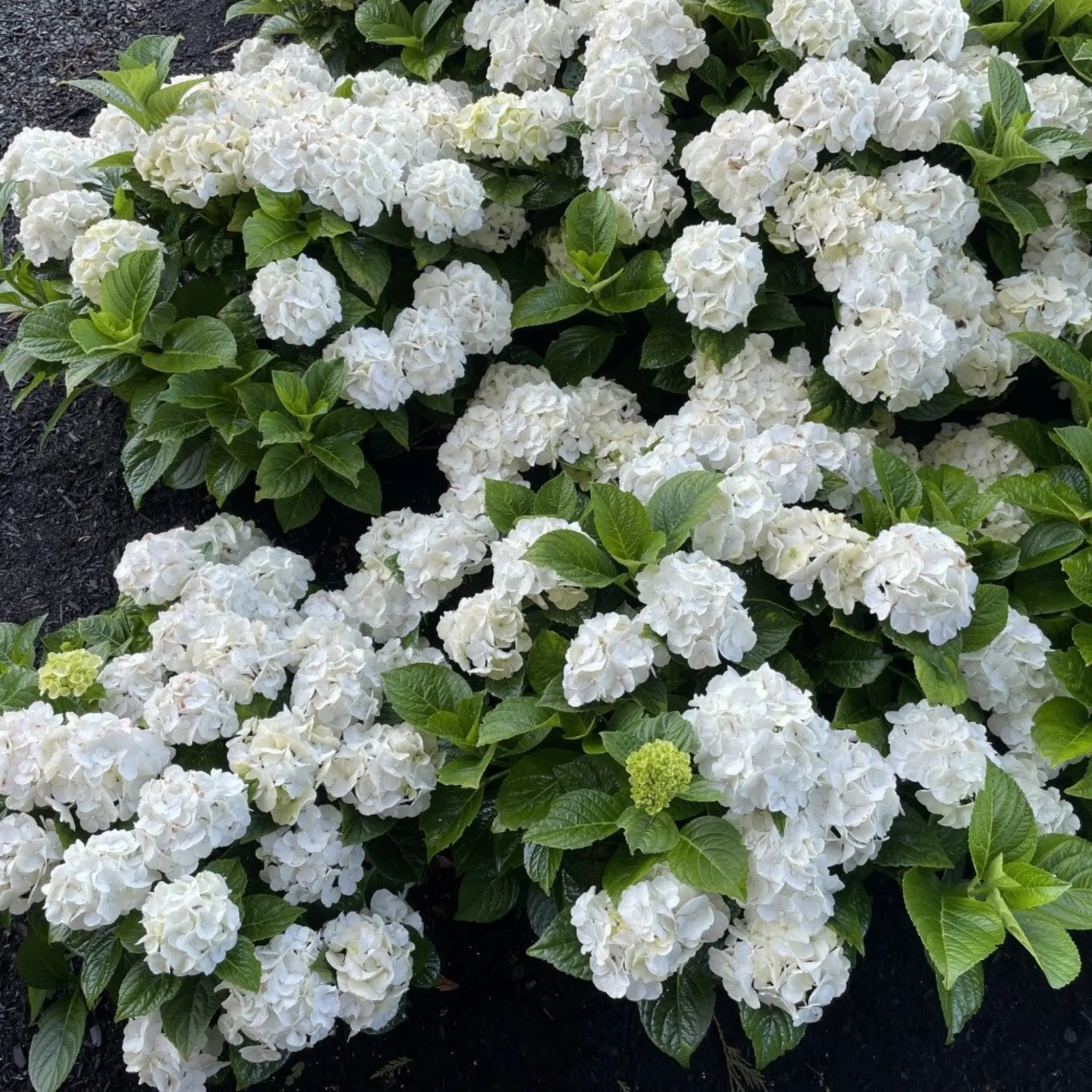Grin & Tonic Reblooming Mophead Hydrangea Plant, Live Pink & White Flowering Shrubby Shrub, Outdoor/Container Suitable for Zones 5-9, Decorative