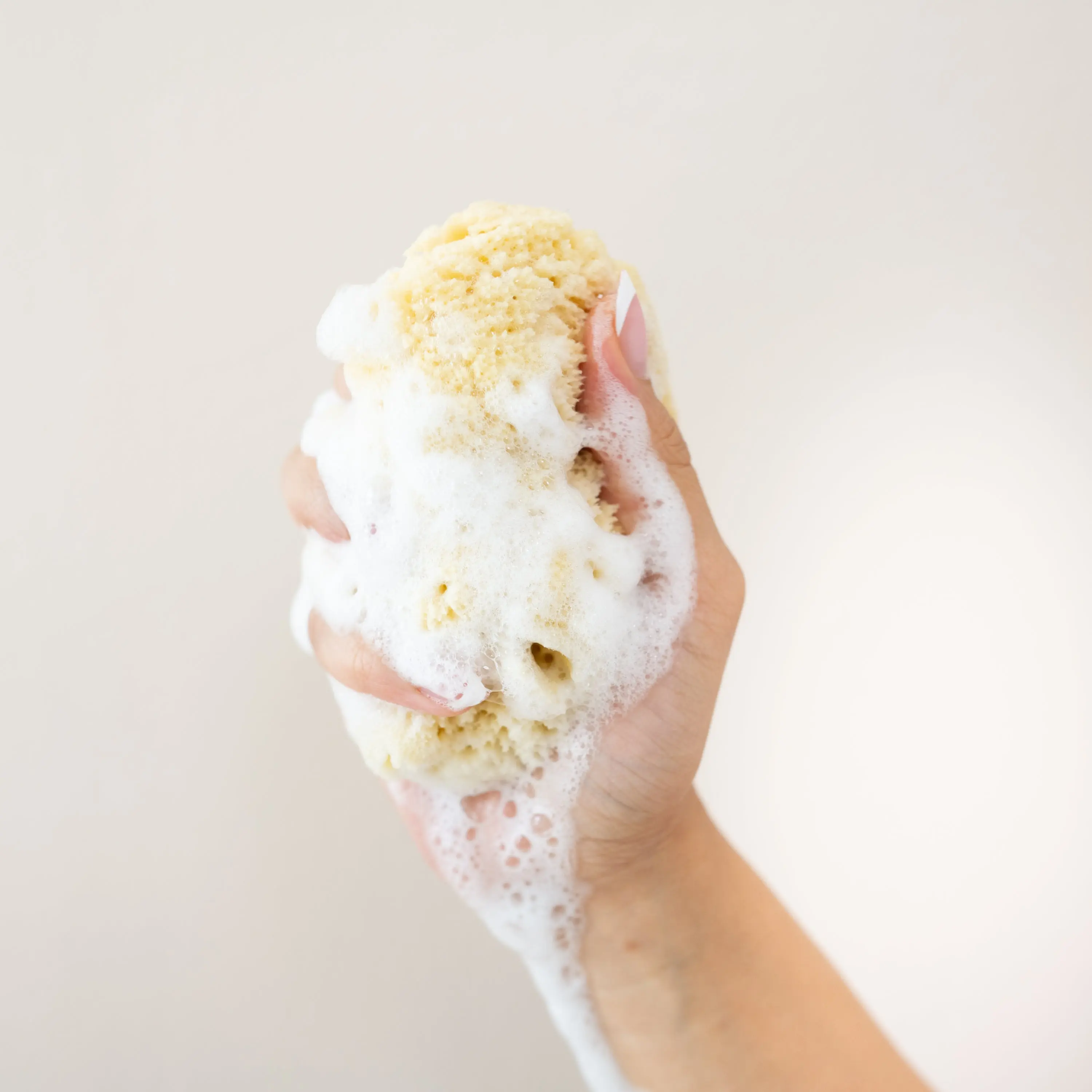 Sea Sponge