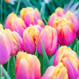 Pink Passion Tulip Bulbs - Stunning Pink to Yellow Blend is a Hit in Garden, Landscape or Containers
