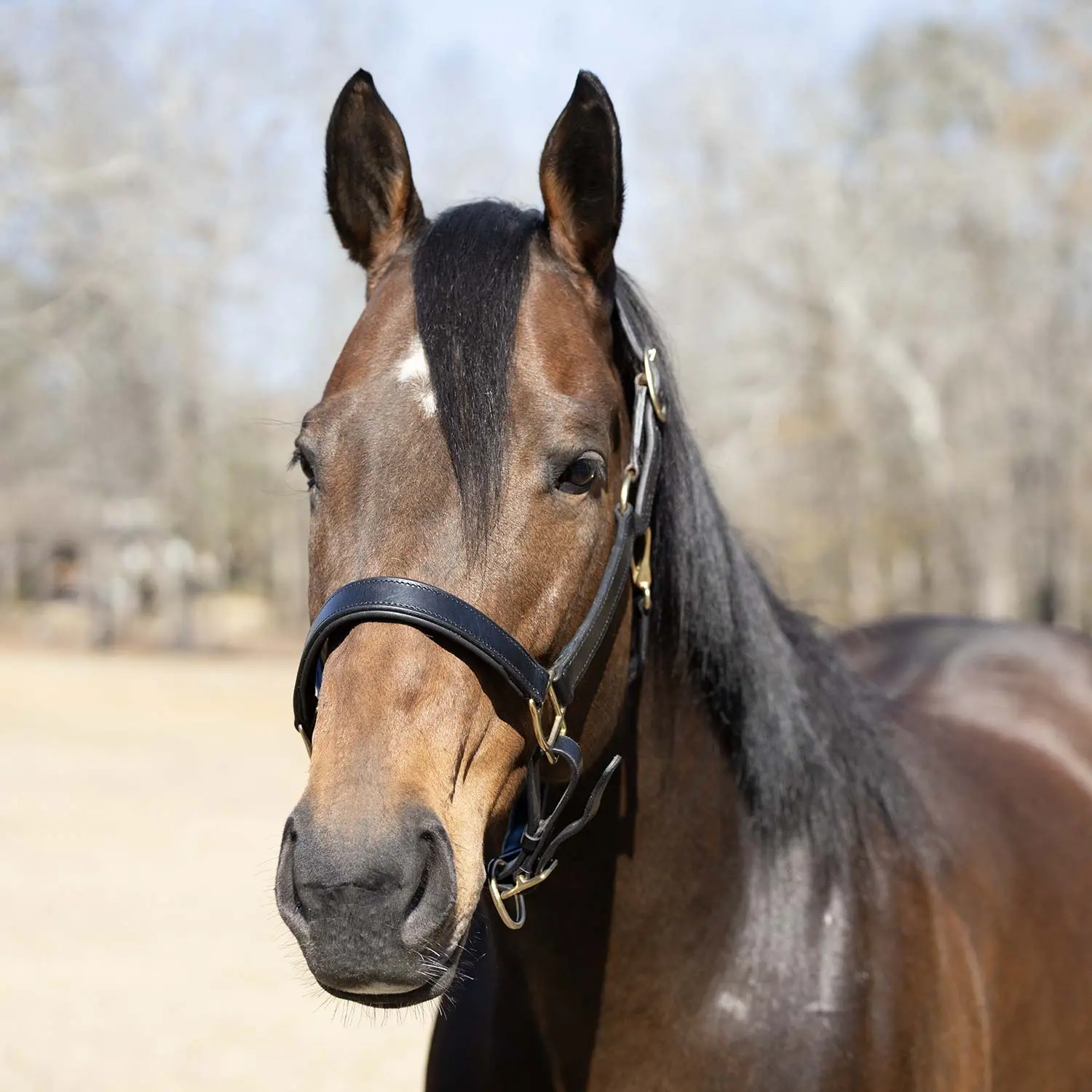 Jeffers Paris Padded Leather Horse Halter with Throat Snap – Adjustable Black Premium Triple Stitching