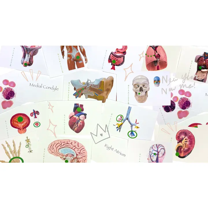 Ultimate Bundle (Anatomy and Physiology 1 & 2)