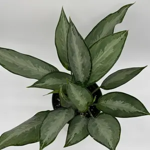 Aglaonema Silverado 6" Pot Live Tropical House Plant for Indoor Home Decoration with Decorative Features Water and Humidity Requirements