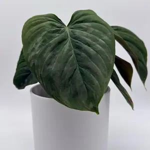 Philodendron Majestic 6" Pot Beginner Friendly Rare House Plant Vibrant Tropical  Indoor Decor Air Purifying United States